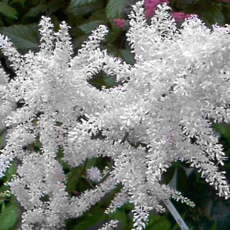 Astibe de Chine - Vigoureuse et robuste - Large hampe florale blanche, fine et plumeuse - Floraison de mi-Juin à Août